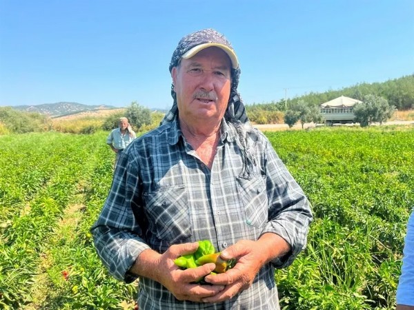 130 Yıllık Ata Tohumunda Dev Hasat! İtalyanlar Sos Yapmak İçin Peşine Düştü